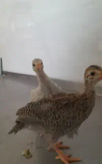 جوجه‌مرغ‌شاخدار