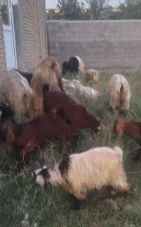 فروش بز غا له