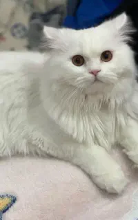 گربه پرشین