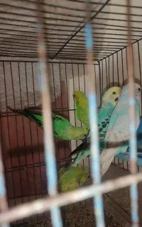 مرغ عشق مولد با جوجه