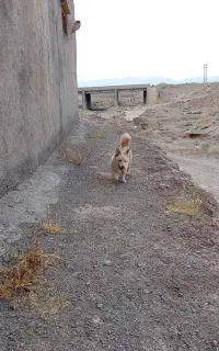 سگ پاکوتاه