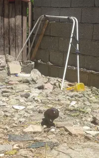 چند عدد کبوتر