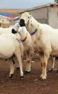 گوسفند