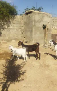 4راس بززایده ویک نربز