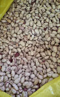 لوبیا چیتی