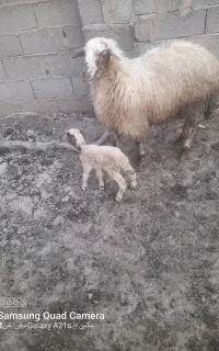 گوسفند