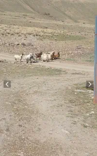 بز ابستن وقوچ تخمی نژاد مغان