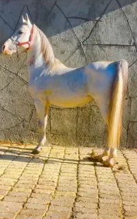 اسب
