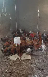 جوجه محلی مرغ و خروس