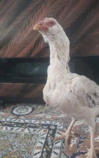مرغ لاری اصل