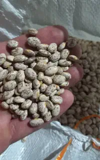 لوبیا چیتی