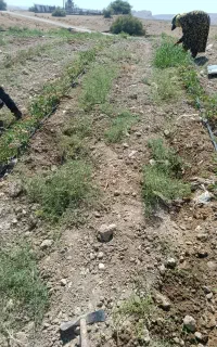 سرکارگری کشاورزی،درببهان وگچساران