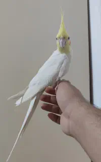 عروس هلندی نر کار داده