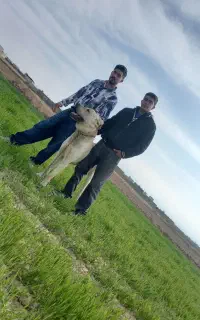 سگ دوساله نگهبان وگوسفندی