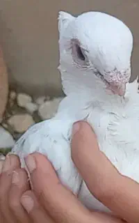 همه کفتر هام رو هم حدودن18تا با اکانت کالاف طاق
