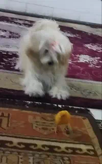 جفت ماده برای جفت گیری