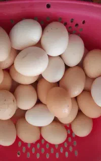 تخم مرغ محلی