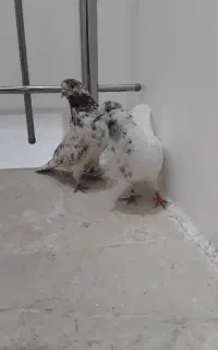 3جفت تهرانی بعدازظهری