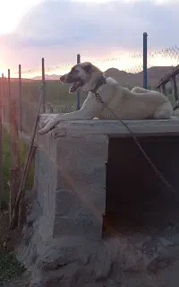 توله سگ سرابی ۱۰ ماهه