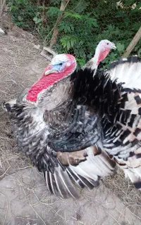 بوقلمون