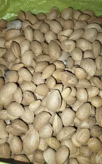 بادام سنگی ،گردو