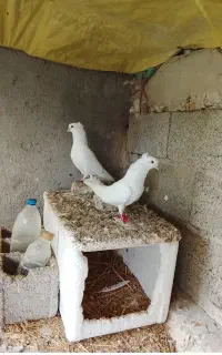 کبوتر کاکلی پا پر