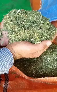 یونجه درجه یک  با تخفیف ویژه