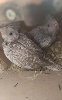 جفت ایزابلا سرلاکی