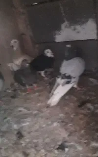 کبوتر غوره ای،پلنگ و غیر...