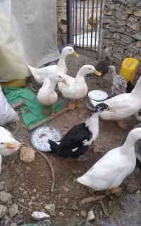 اردک