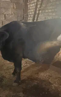 گوساله و گاو تلیسه