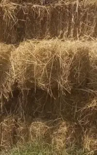 سرچین کاه برنج