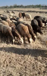 میش افشاری