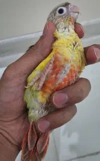 گرینچیک سرلاکی