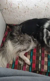هاسکی