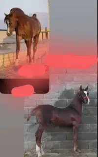 اسب عرب اصیل پسر اسب معروف باربادوس