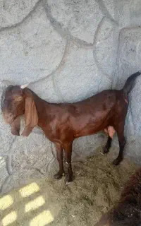 بزه ابستن