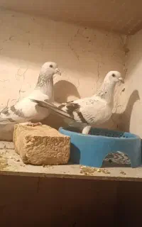 دو جفت کبوتر