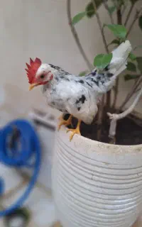 یک خروس جاپنیز