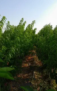 نهالستان سبلان سبز