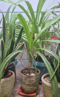 فروش تعدادی گل