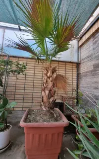 نخل پالم واشنگتن