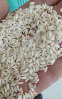 برنج عنبربو و هاشمی استانه وحبوبات قندشکر