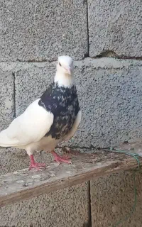 طوقی کرمانشاهی.. گناوه