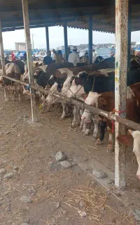تهیه گوساله سیمینتال ودام گوشتی