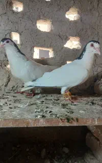 کبوتر