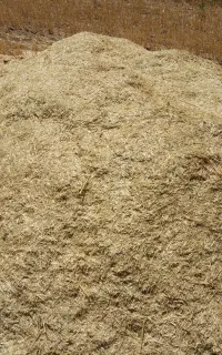 کاه گندم