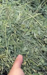 یونجه