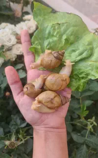 پک های نگهداری حلزون