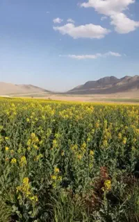 دنبال کار هستم